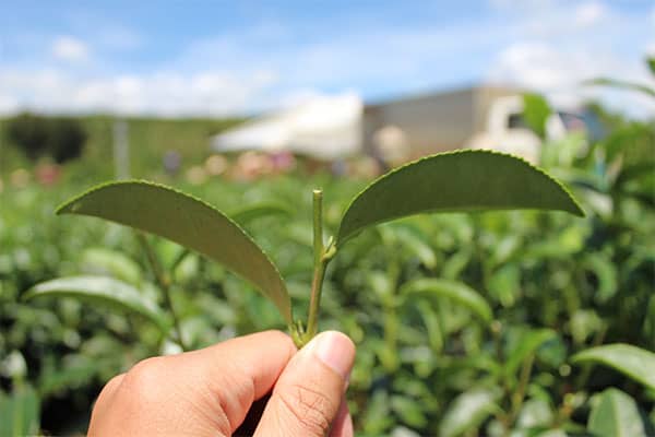 giống-trà-oolong-tại-lâm-đồng