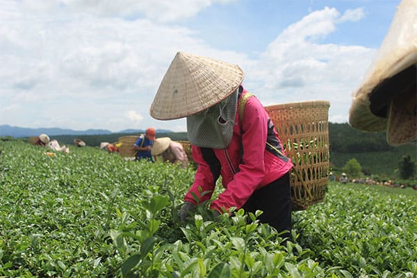 hái-trà-oolong