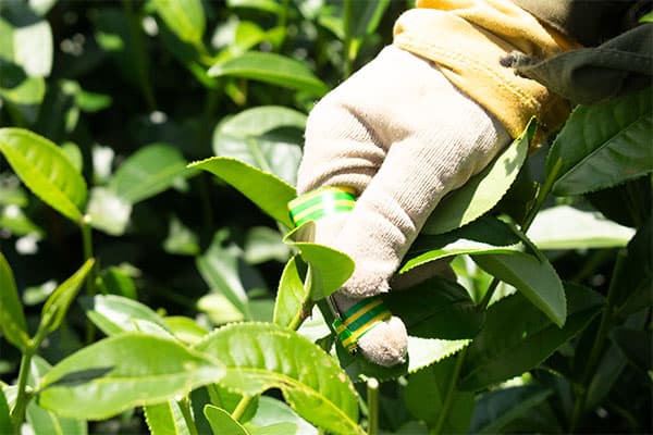 quy-trình-hái-trà-oolong-bằng-tay