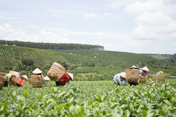 vùng-trồng-trà-ô-long-tại-lâm-đồng
